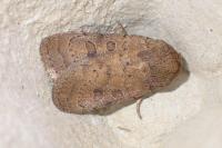 Hoplodrina octogenaria