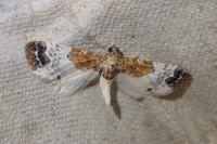 Eupithecia breviculata