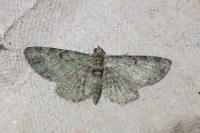 Pasiphila rectangulata