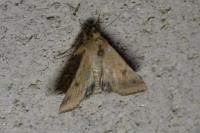 Helicoverpa armigera