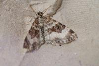 Epirrhoe rivata