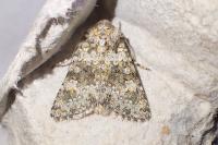 Hecatera dysodea