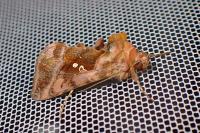 Autographa jota