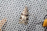 Eudonia delunella