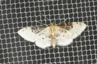 Idaea filicata
