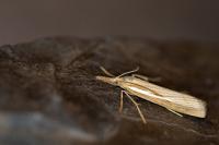 Agriphila tristella