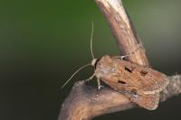 Agrotis exclamationis exclamationis