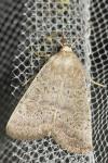 Hoplodrina ambigua