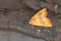 Atethmia centrago