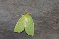 Bena bicolorana