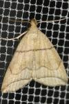 Herminia grisealis