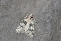 Bryophila domestica