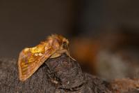 Chrysodeixis chalcites