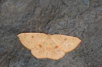 Cyclophora puppillaria
