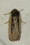 Ochropleura leucogaster