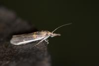 Etiella zinckenella
