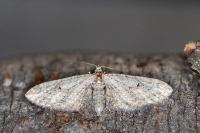Eupithecia innotata