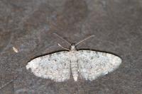 Eupithecia semigraphata