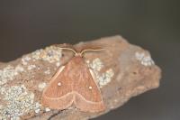 Lasiocampa trifolii trifolii