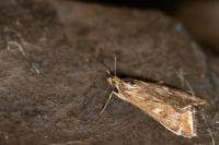 Loxostege sticticalis