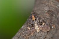 Mesapamea secalis