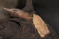 Noctua fimbriata