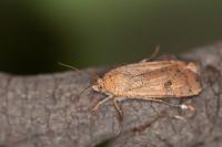 Noctua interposita