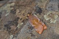 Noctua janthe