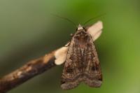 Noctua pronuba