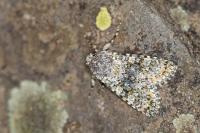 Polymixis xanthomista