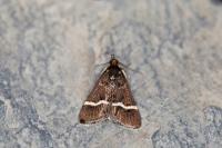 Pyrausta cingulata