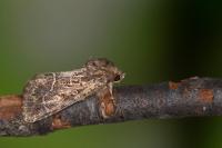 Thalpophila matura