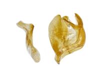 Agriphila tristella