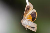 Noctua fimbriata