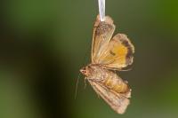 Noctua interposita