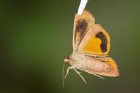 Noctua janthe
