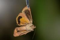 Noctua janthe
