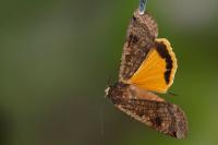 Noctua pronuba