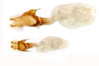 Xestia stigmatica