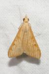 Antigastra catalaunalis