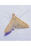 Antigastra catalaunalis