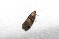 Acrobasis advenella