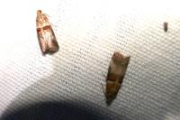 Acrobasis tumidana