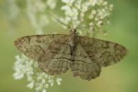 Alcis repandata