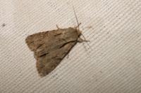 Acronicta psi/tridens