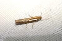 Agriphila tristella