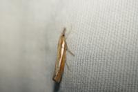 Agriphila tristella
