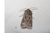 Agrotis bigramma