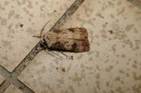 Agrotis puta