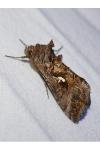 Autographa gamma